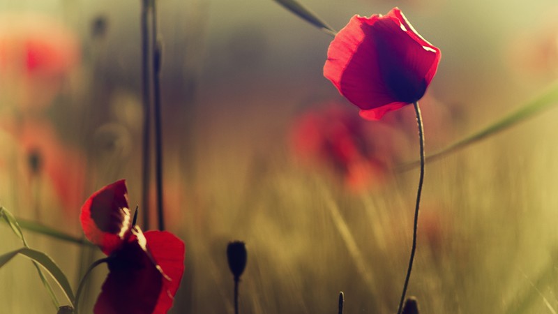 Poppy, 4K, flowers, blur