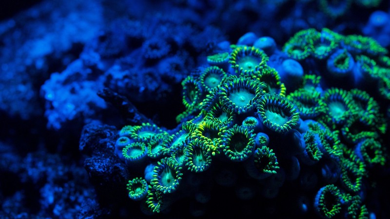 Coral, 4k, zoanthids, underwater