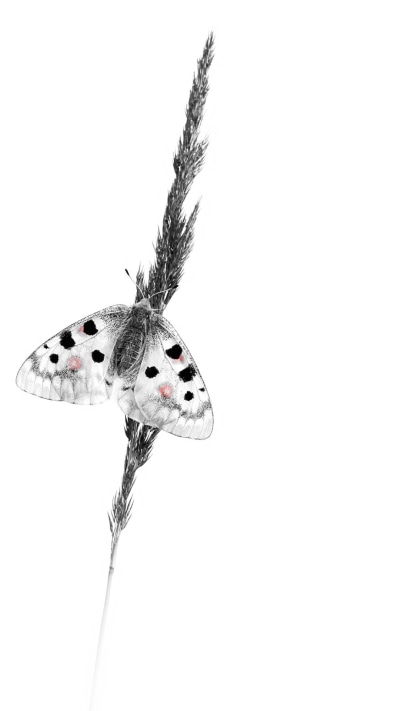 Animal Butterfly, Insect, White, Minimalist, 1080x1920