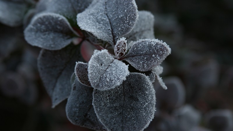 Red Geranium, 4K, macro, flowers, frost