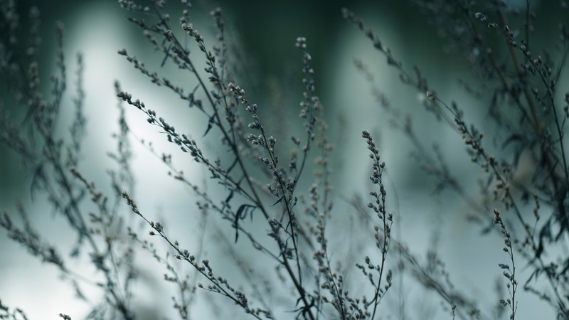Wildflowers, 4k, branches, macro