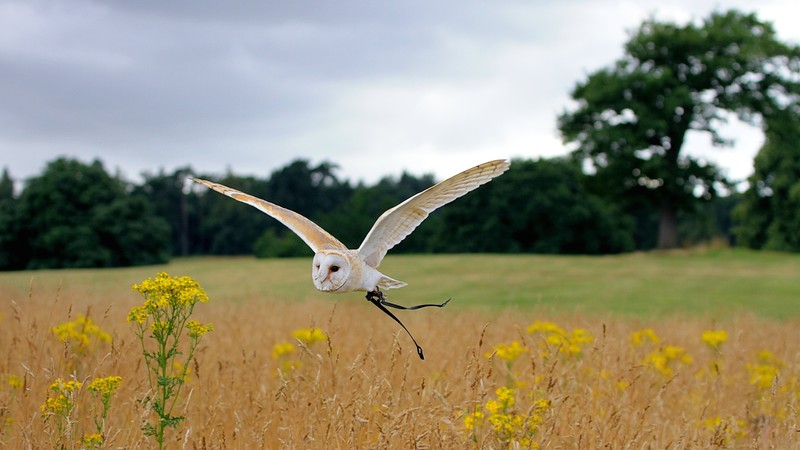 Owl, flight, meadows, cute animals