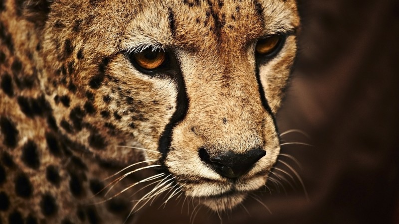 Cheetah, look, cute animals
