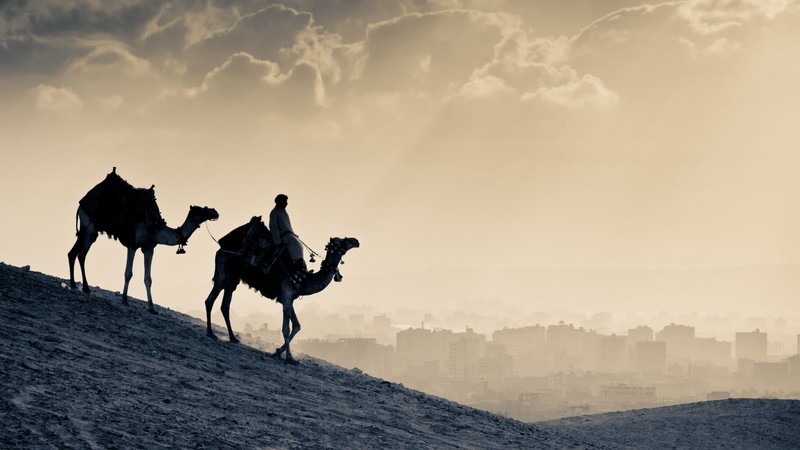 Camel, desert, sunset