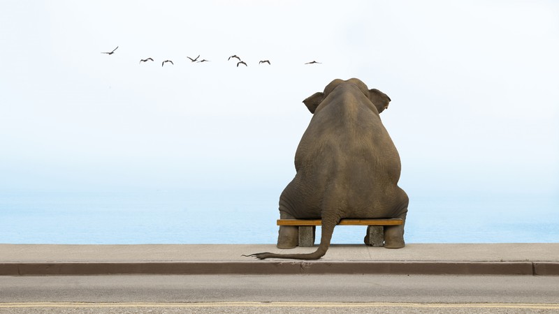 Elephant, sea, cute animals