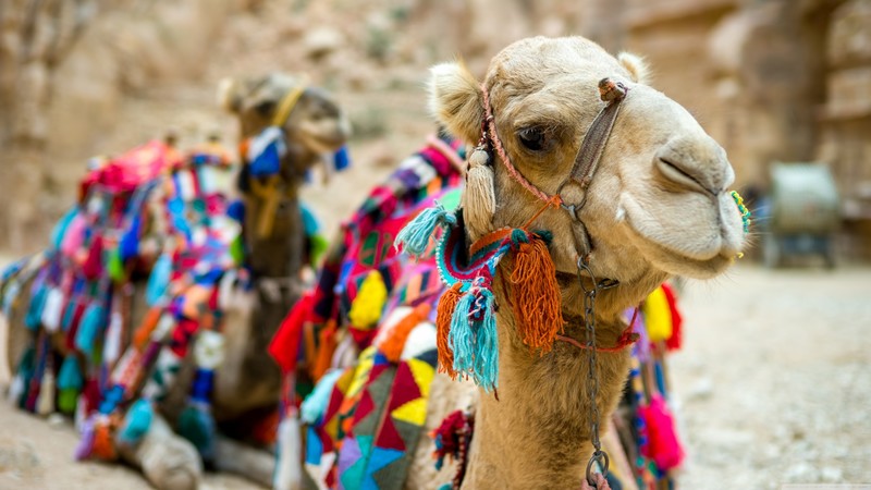 Camel, cute animals, funny