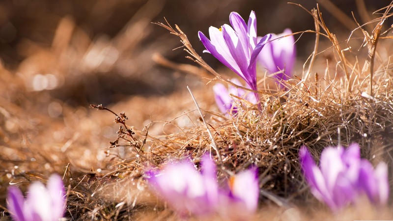 Flowers, 4K, macro, wildflowers