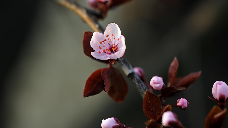 Blossom, HD, flowers, macro