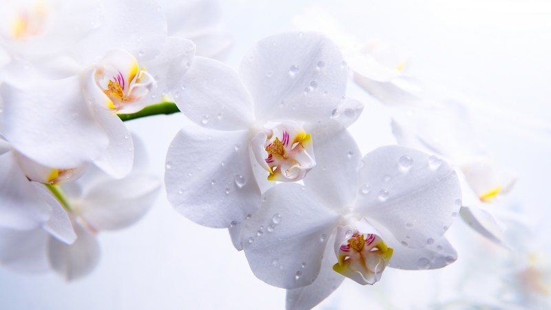 Orchid, 4K, flowers, macro, white