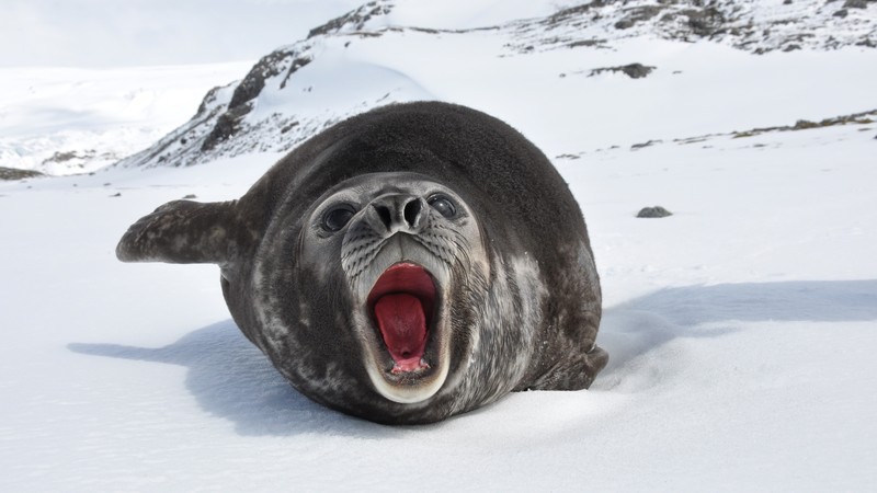Sea ​​elephant, snow, cute animals