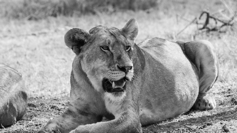 bw, lioness, big cat, 4k