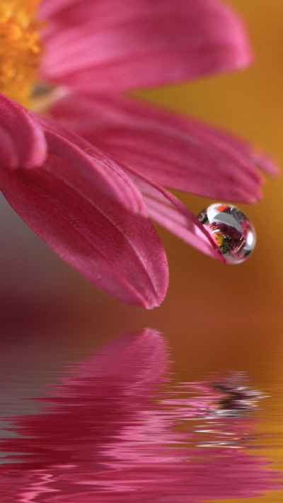 Earth Flower, 1080x1920