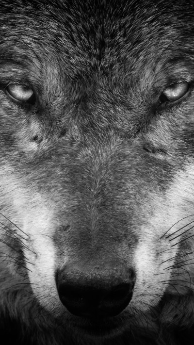 Animal Wolf, Stare, Black and White, 1080x1920