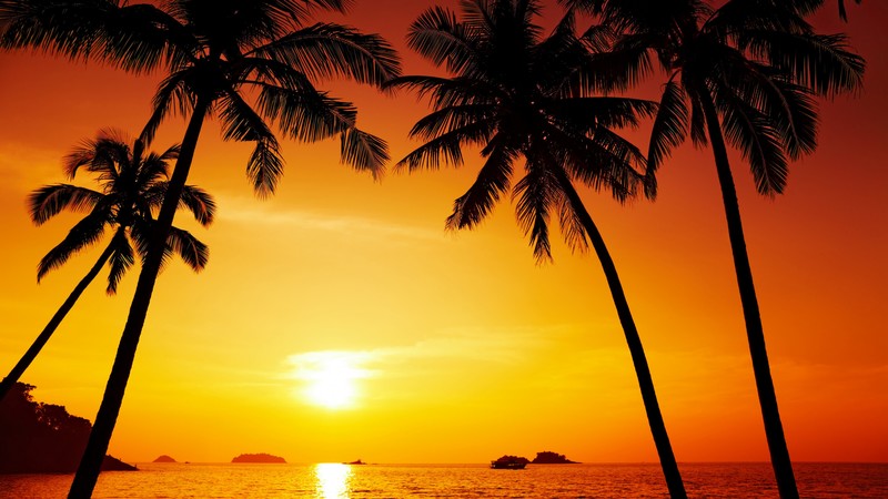 Ocean, 4K, palms, sunset