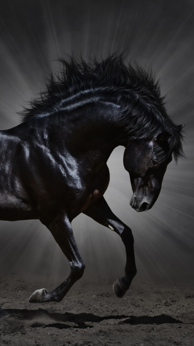 Animal Horse, 1080x1920