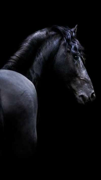 Animal Horse, Black, 1080x1920