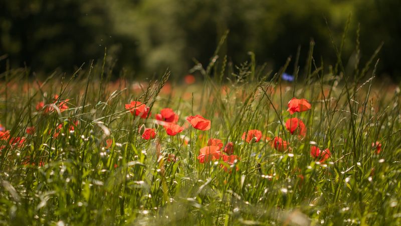 poppy, flowers, grass, green, 4k