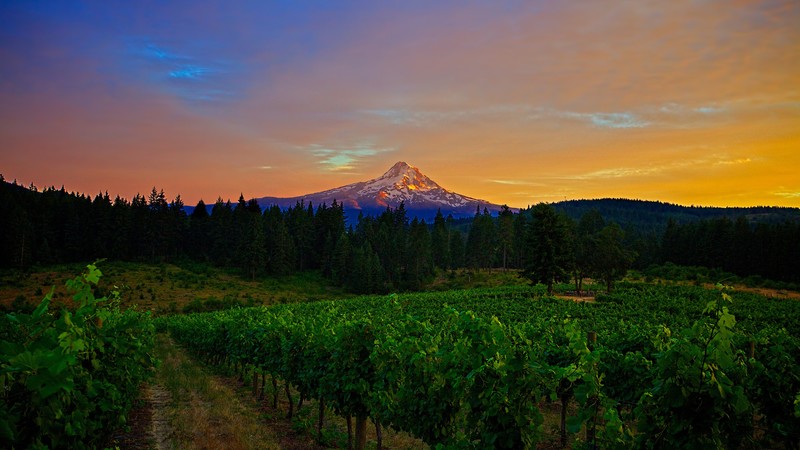 Mountains, 4k, 4K, field, sunset, trees