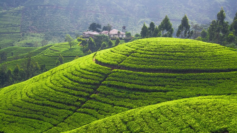 Tea plantation, 4K, Hills, trees, green