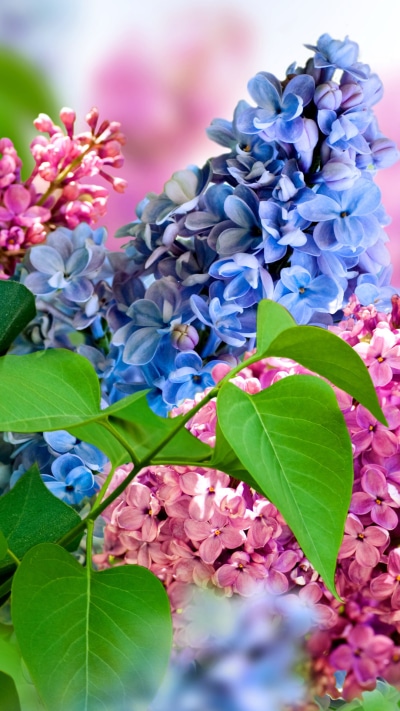 Man Made Flower, Pink Flower, Blue Flower, Nature, Lilac, 1080x1920