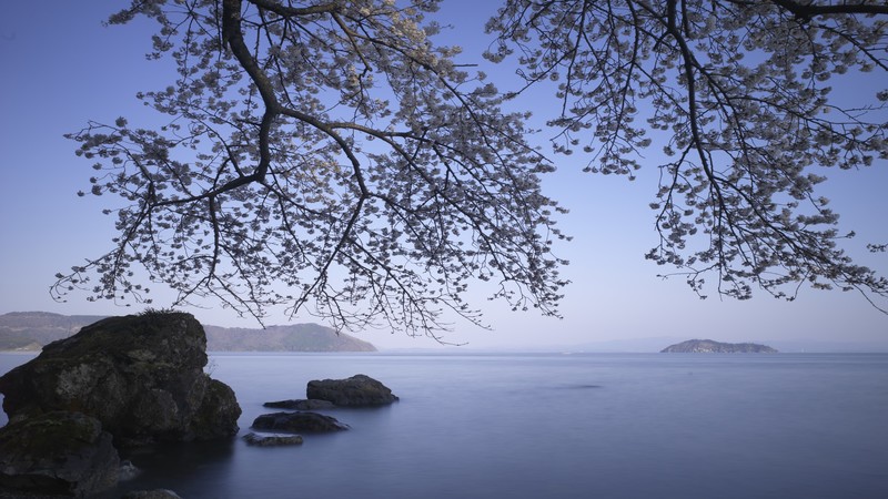 Sea, 4k, ocean, rocks, tree