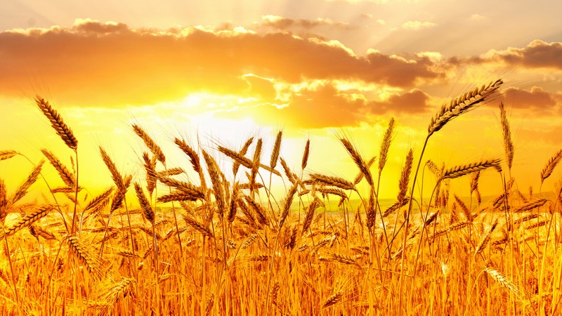 Wheat, 4K, meadows, sunset
