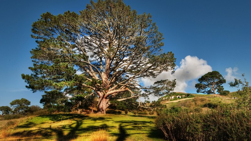Tree, 4k, sky, meadows