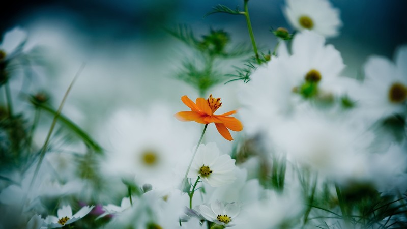 Flowers, 4k, 4K, daisies, cosmos flower, white, orange