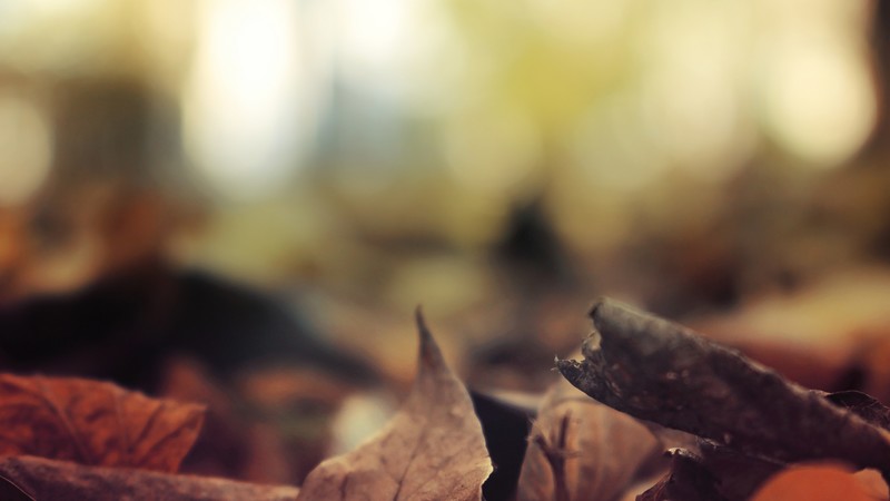 Leaves, 4K, autumn, forest