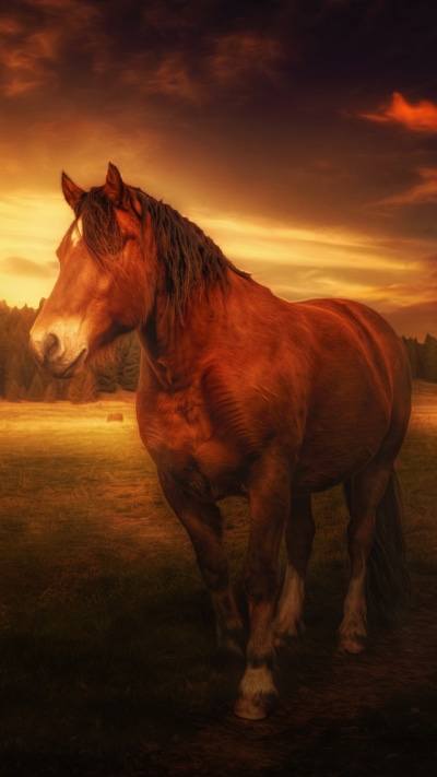 Animal Horse, Sunset, Field, 1080x1920