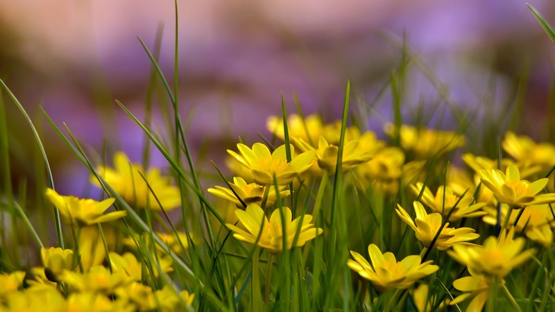 Flowers, 4k, green grass, nature