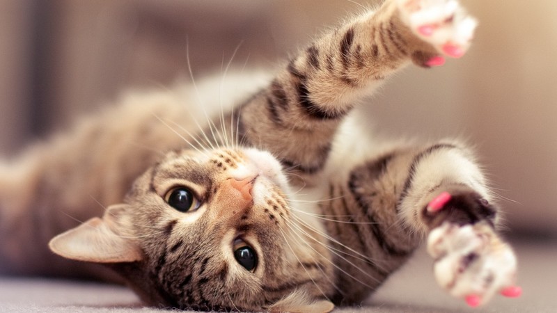 Kitty, kitten, cat, eyes, cute, gray