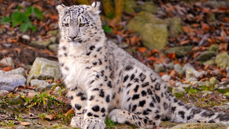 Leopard, snow leopard, sitting, watch, ground, nature, stones, cute