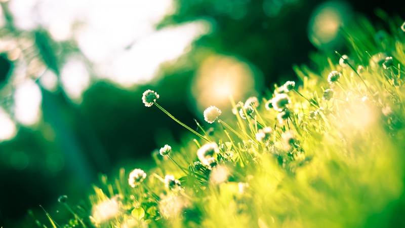 Clover, 4k, shamrock, grass, field, flower
