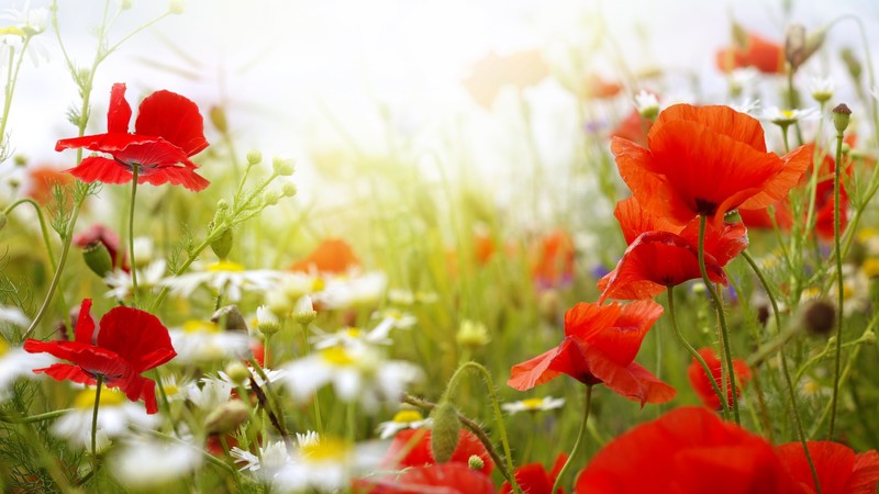 Field, 4k, Chamomile, Poppy, flowers