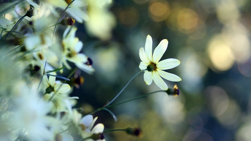 Chamomile, 4k, flowers, white