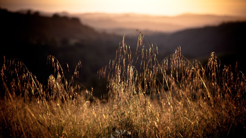 California, 4k, 4K, Field, sunset, grass