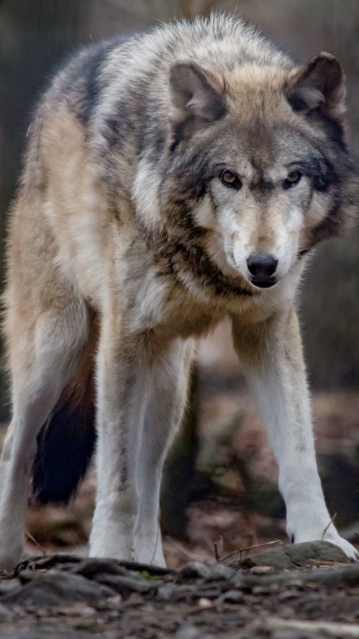 Animal Wolf, 1080x1920