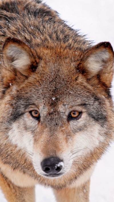 Animal Wolf, 1080x1920