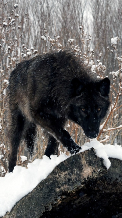 Animal Wolf, Snow, 1080x1920