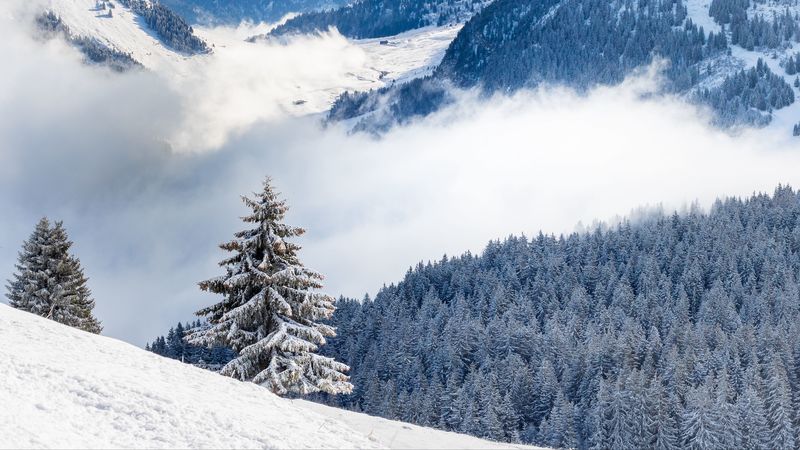 spruce, hills, snow, clouds, forest, 4k
