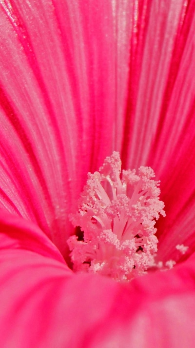Earth Flower, Petal, 1080x1920