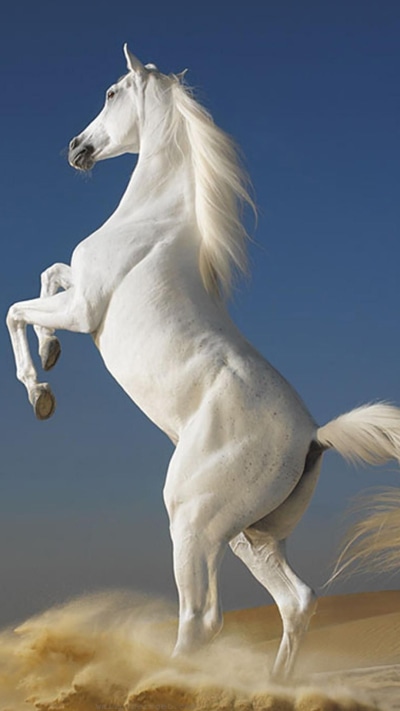 Animal Horse, 1080x1920