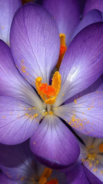 Earth Flower, 1080x1920