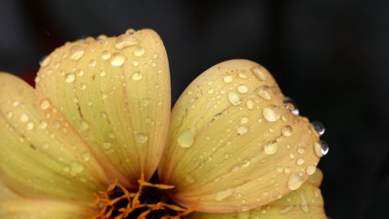 flower, yellow, petals, drops, dew, 4k