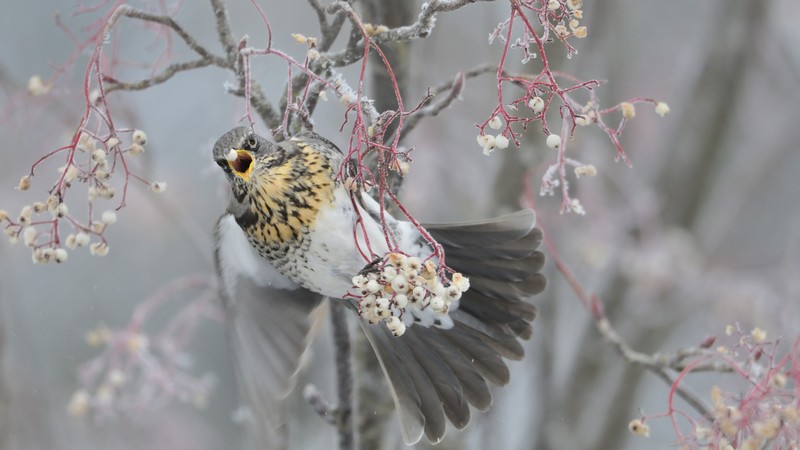 Pigeon, dove, trees, winter