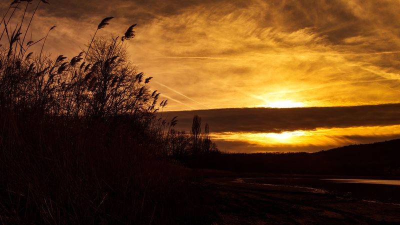 sunset, ears of corn, silhouette, sky, 4k