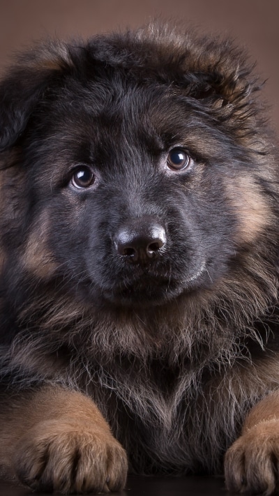 Animal German Shepherd, Puppy, Dog, Cute, 1080x1920