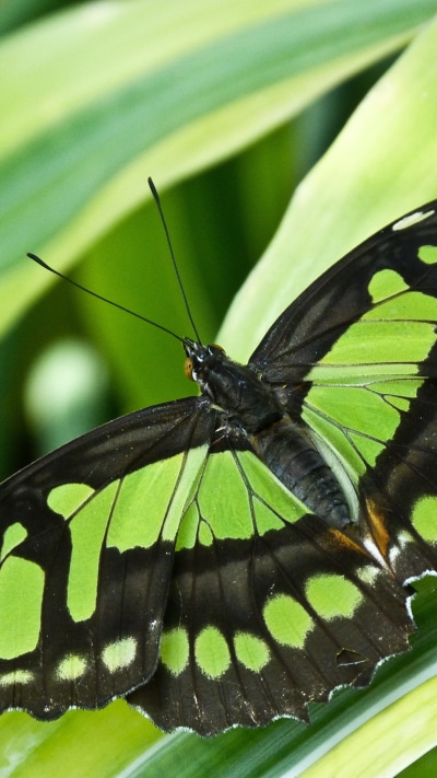 Animal Butterfly, 1080x1920