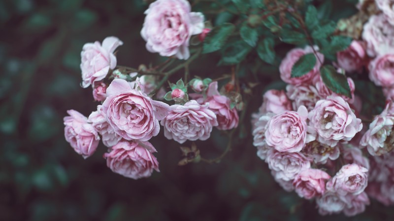 Roses, 4k, 4K, flowers, pink